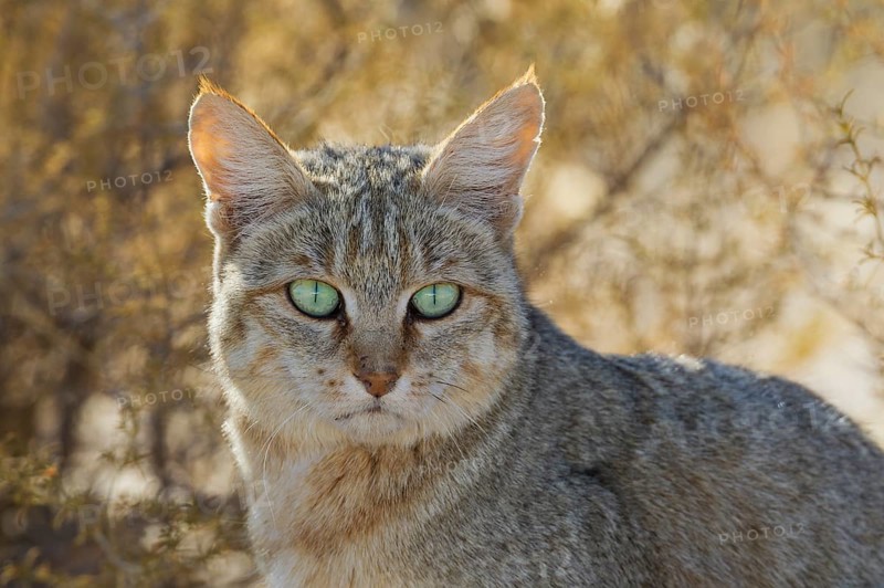 African Wild Cat