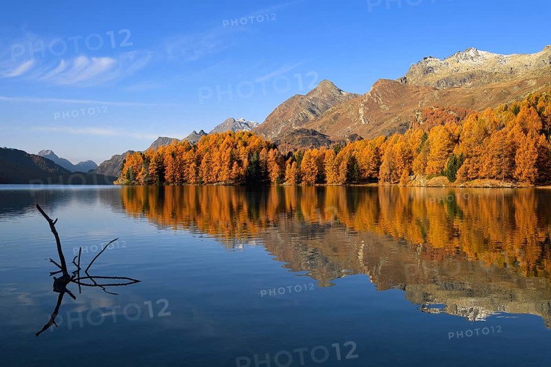 Autumnal discoloured larch forest
