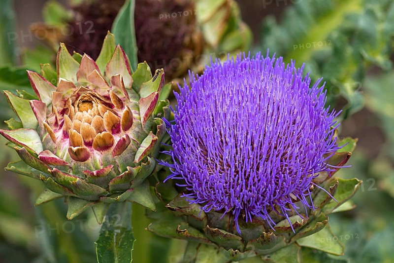 Flower and fruit of a artichoke