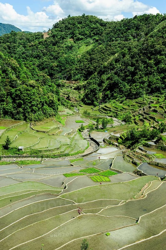 Rice terraces of Banaue