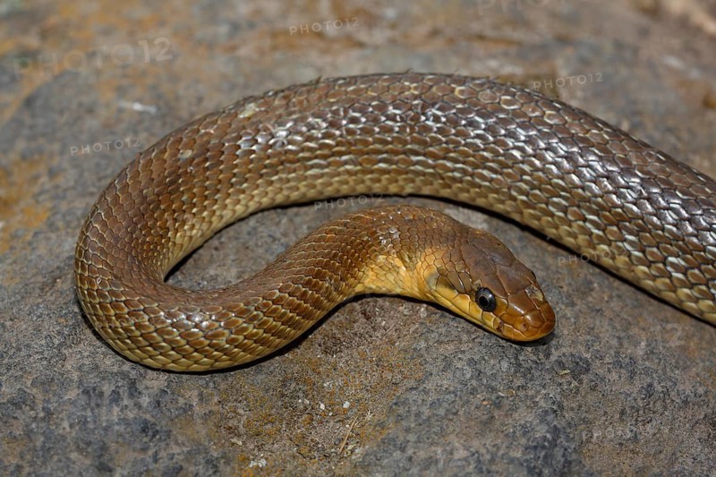 Aesculapian snake