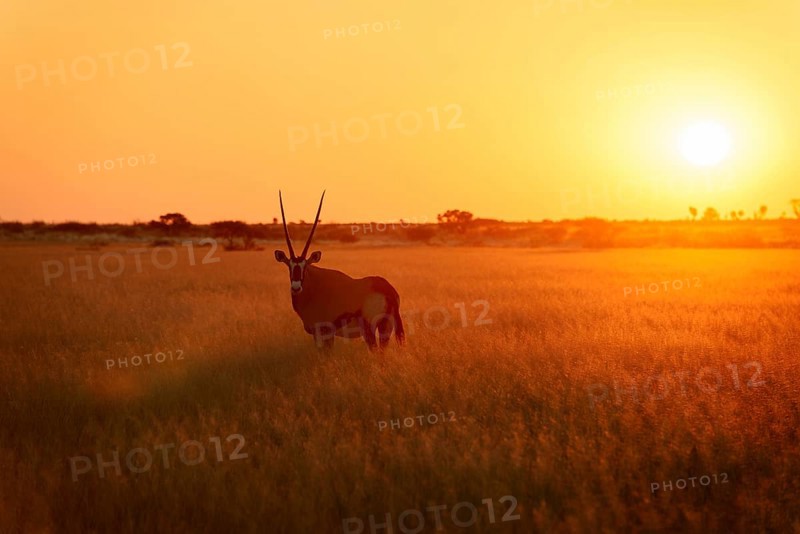 Gemsbok