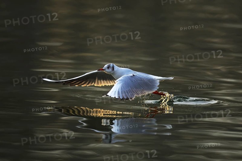 Black-headed gull