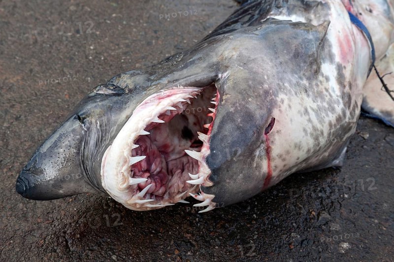Longfin mako shark