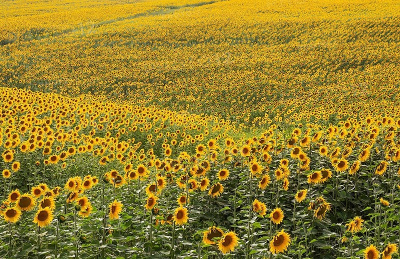 Sunflowers