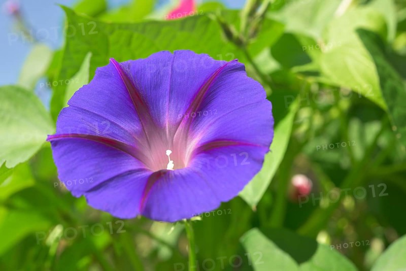 Grannyvine or morning glory