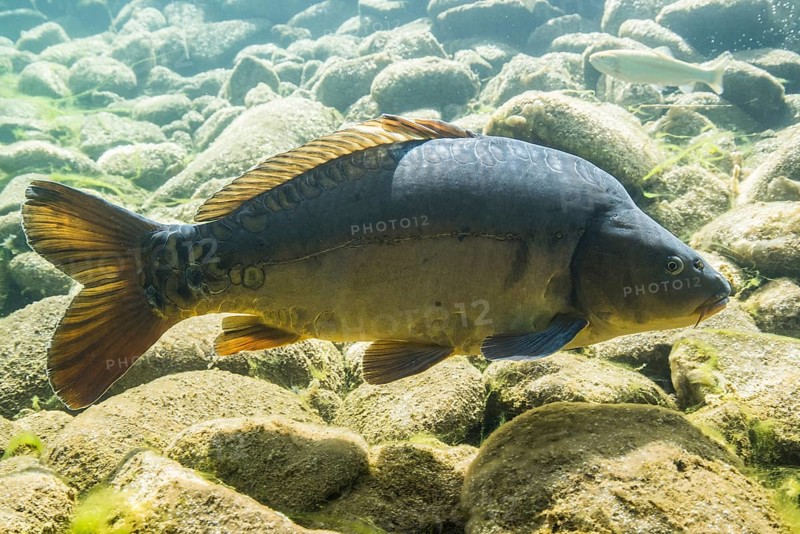 Mirror carp