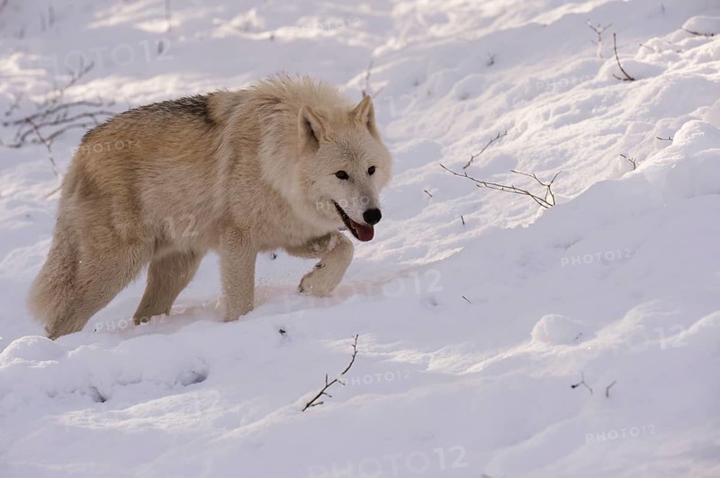 Arctic Wolf