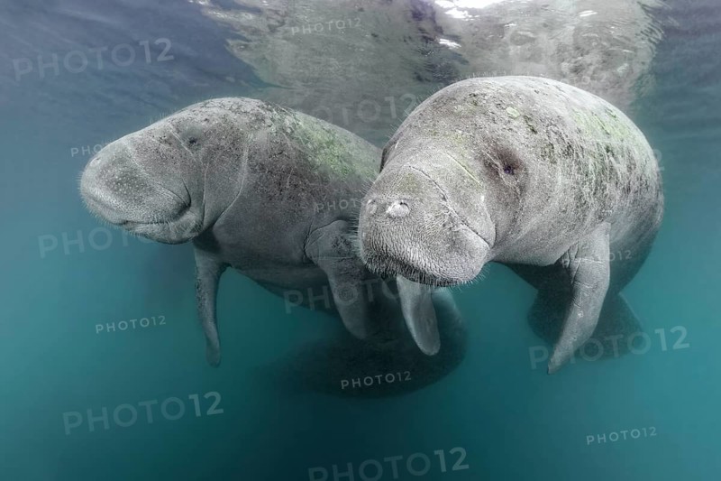 Two West Indian manatees