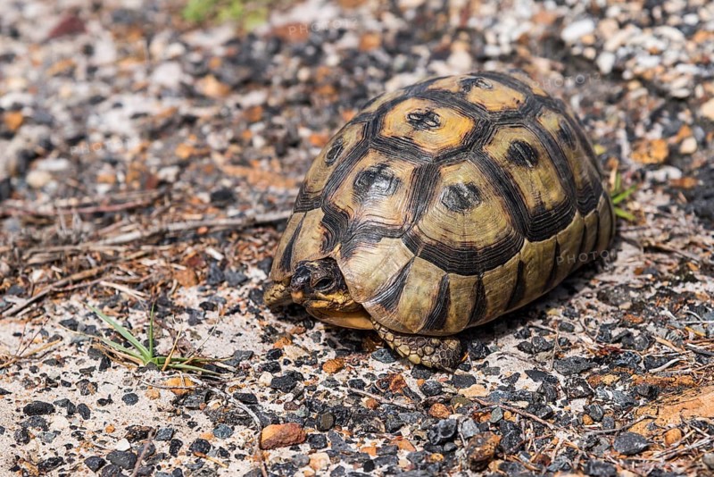 Angulate Tortoise