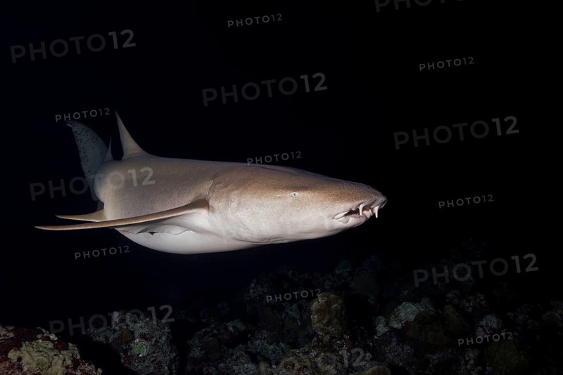 Tawny nurse sharks