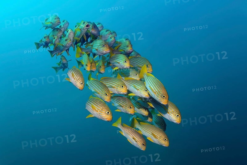 Yellow-ribbon sweetlips