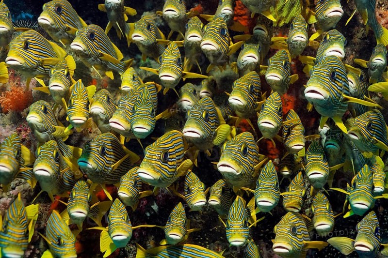 School of ribboned sweetlips