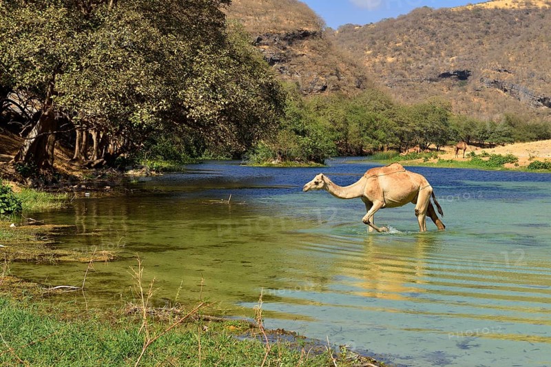 Arabian camel