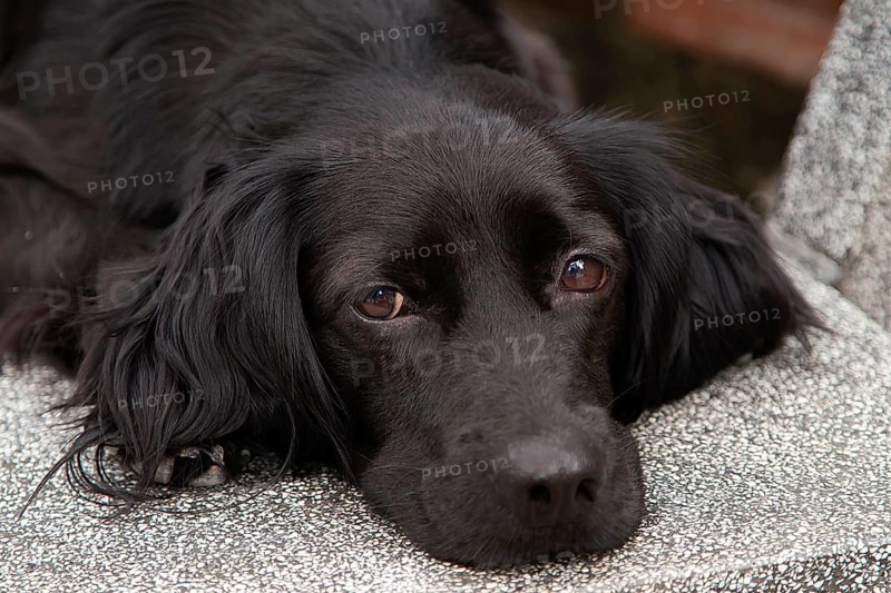 Young labrador mix