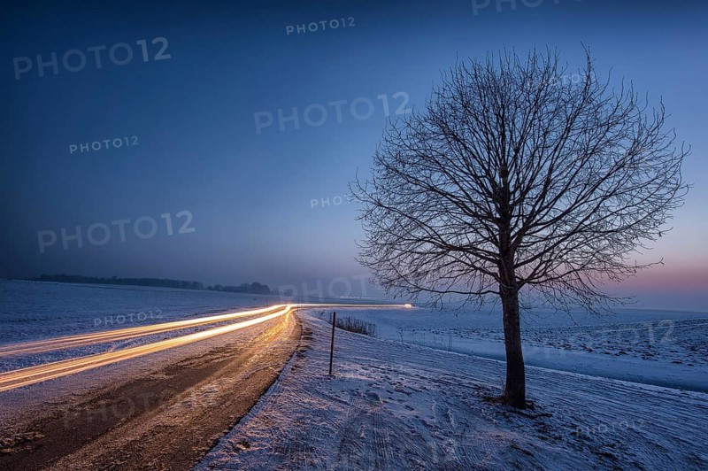 Winter landscape with bare tree