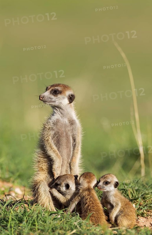 Suricates