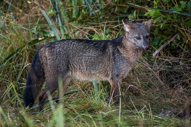 Hoary fox