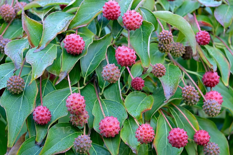 Cornus kuosa chinensis