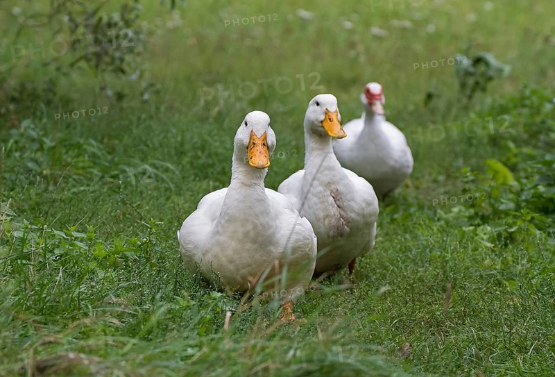 Two German Peking ducks