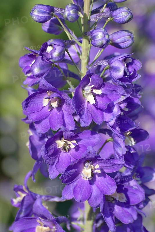 Larkspur