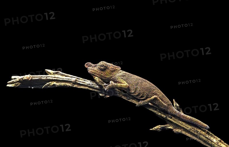 Nose-horned Chameleon