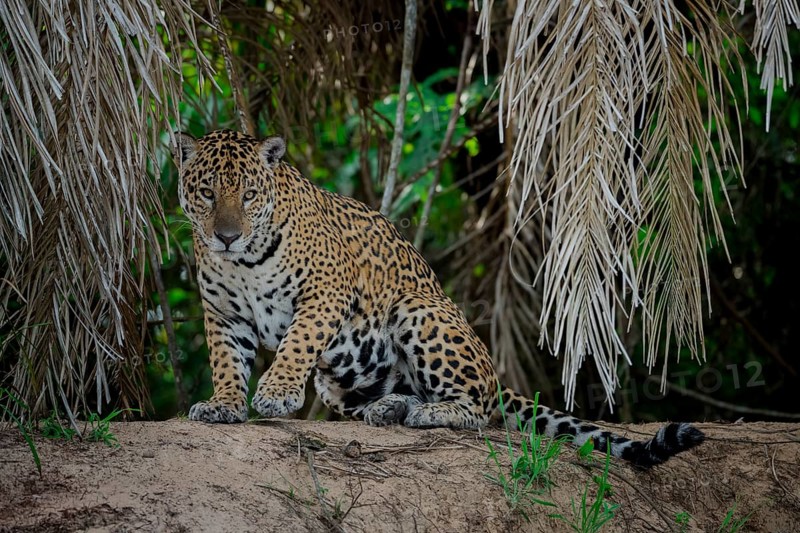 Jaguar