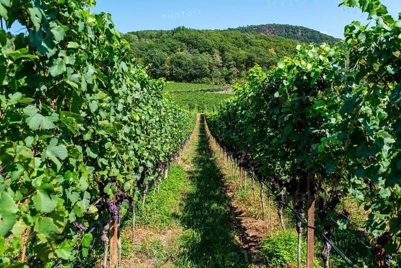 Blue grapes