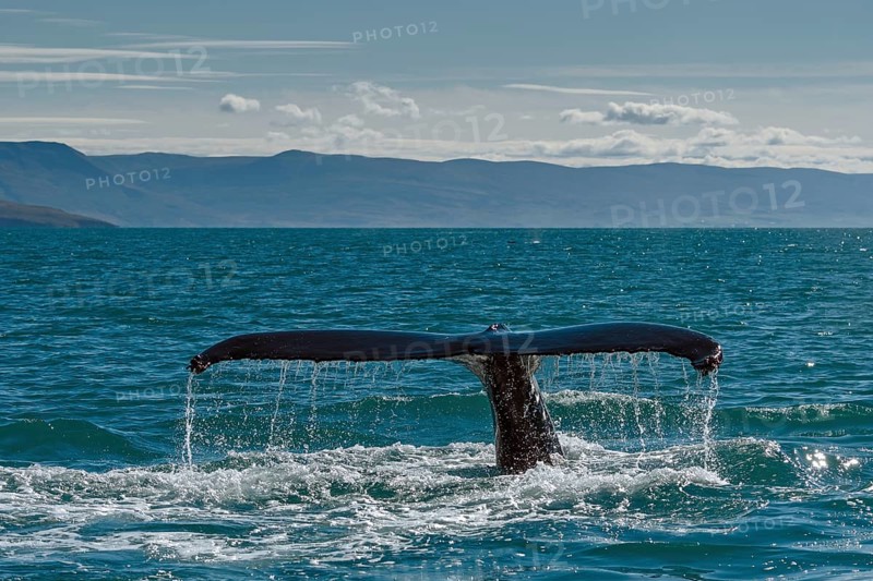 Tail
