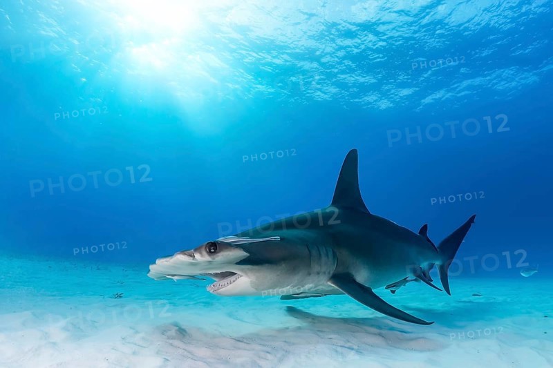 Great hammerhead