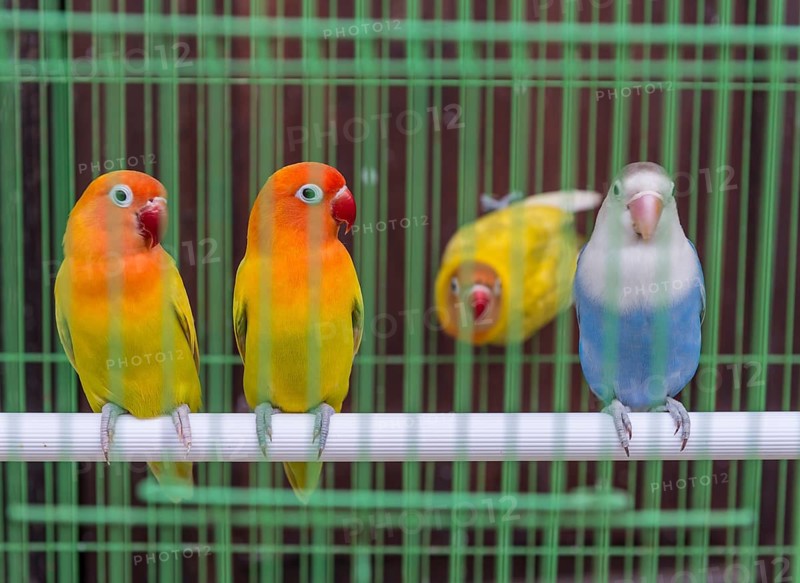 Parakeets in a cage