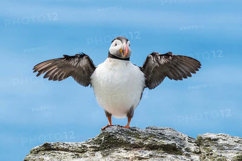Puffin