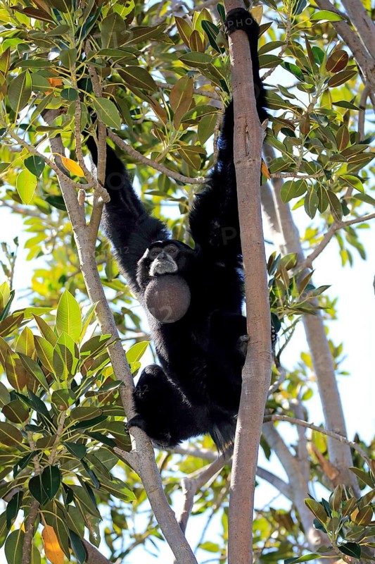 Siamang