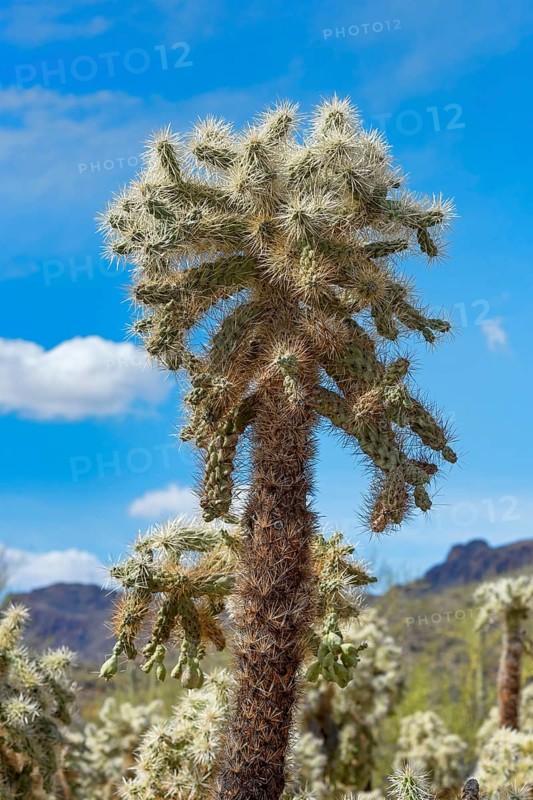 Teddy-bear cholla Cactus