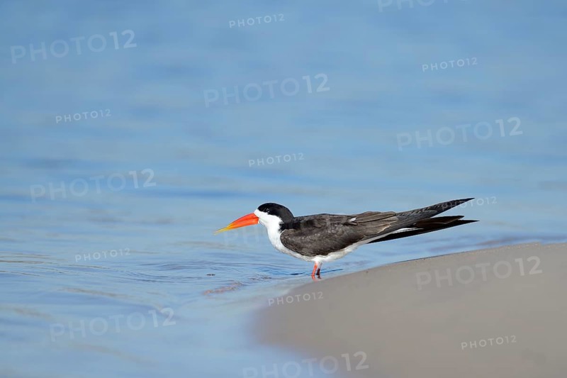 African skimmer