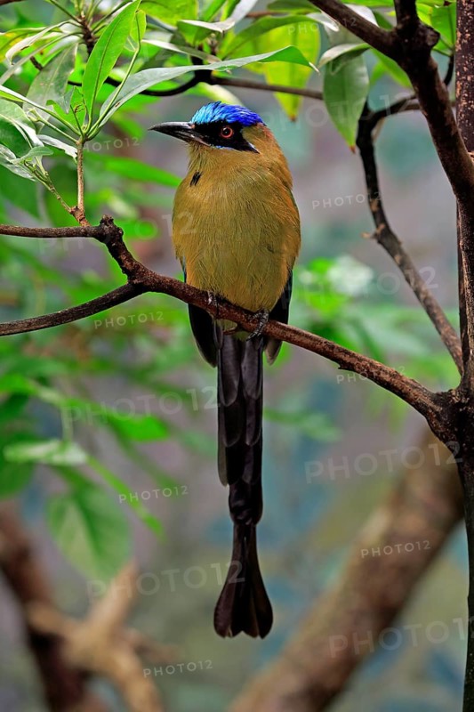 Blue-crowned motmot
