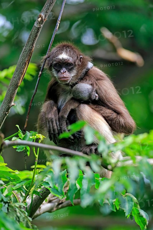 White-bellied spider monkey