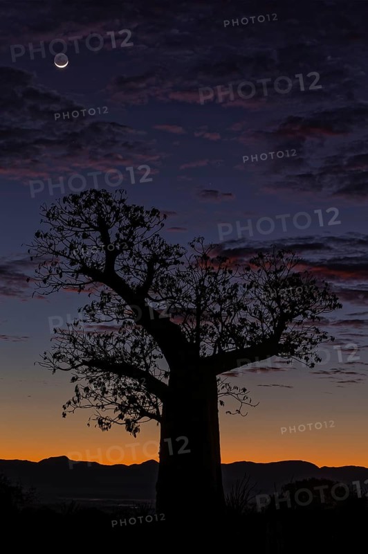 Baobab