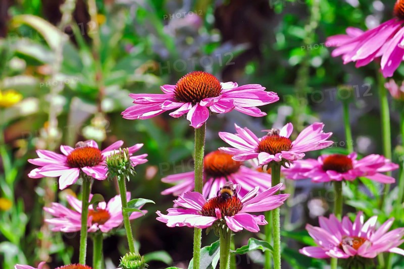 Narrow-leaved purple coneflower