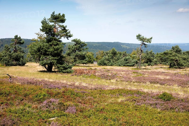 Flowering heathland