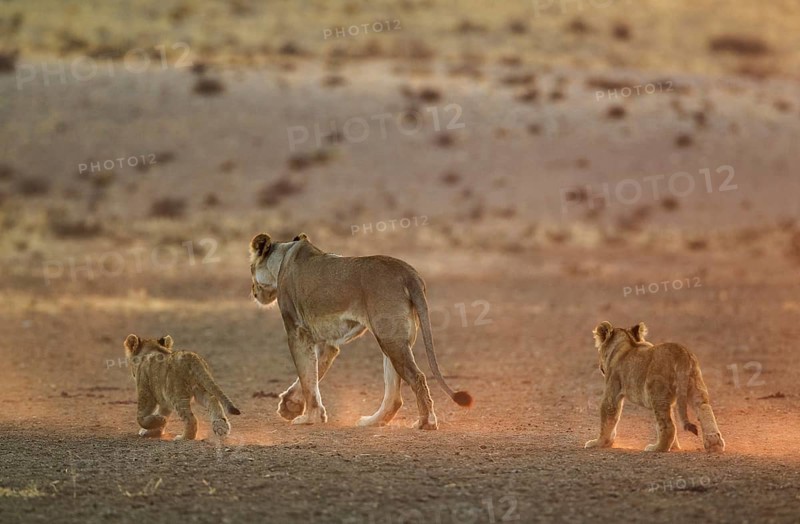 Lions