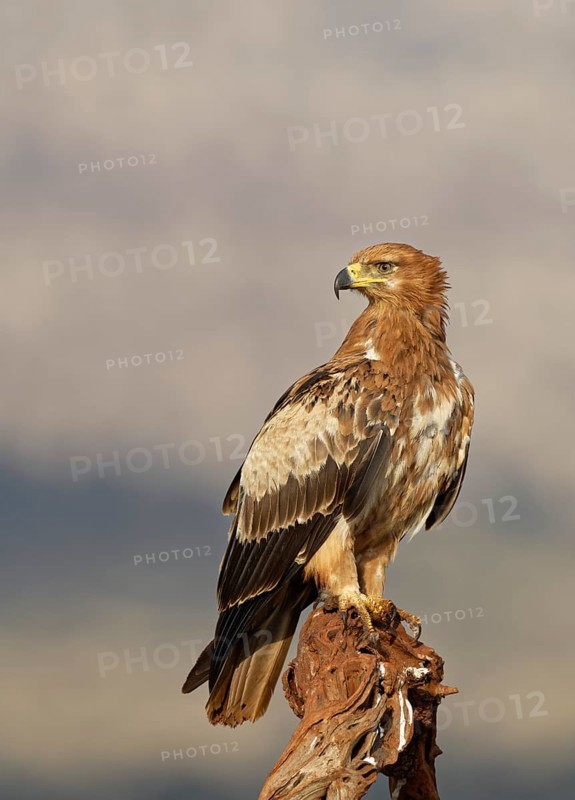 Tawny eagle