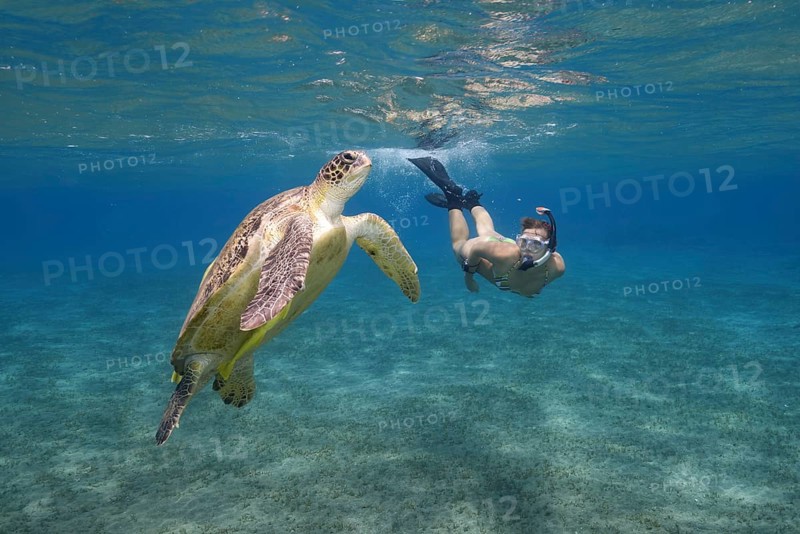Woman with mask and fins snorkling with Green Sea Turtle