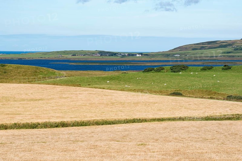 Barley fields for the whiskey production