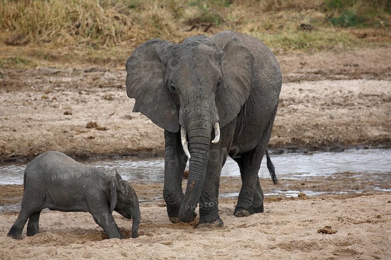 African bush elephants