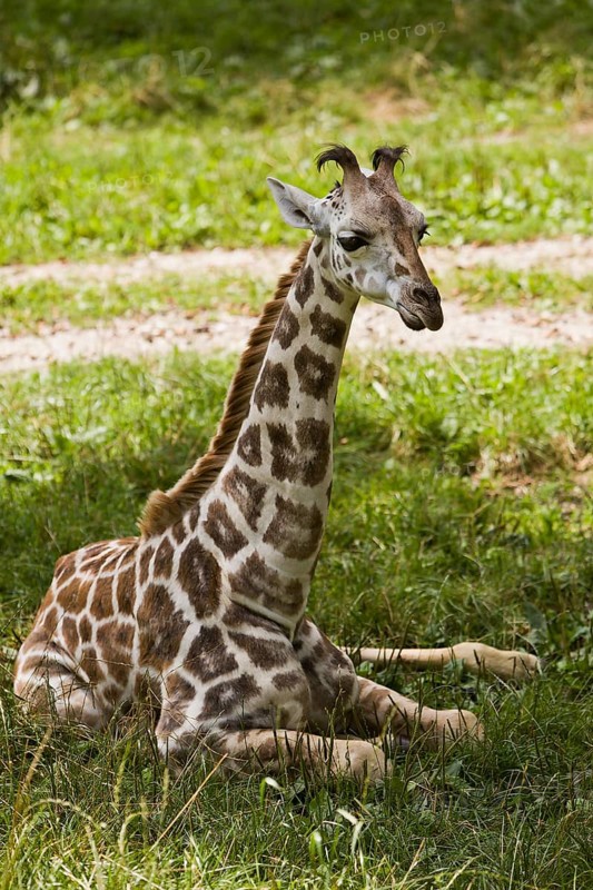 Young Rothschild's giraffe