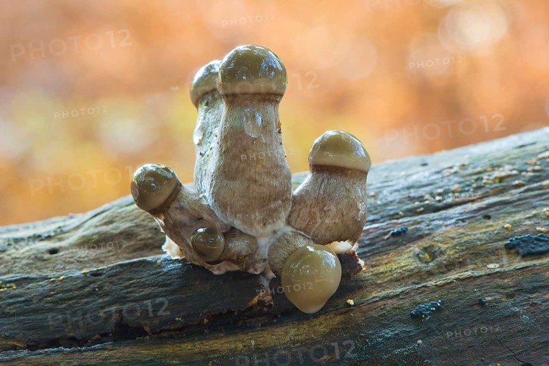 Young porcelain fungi