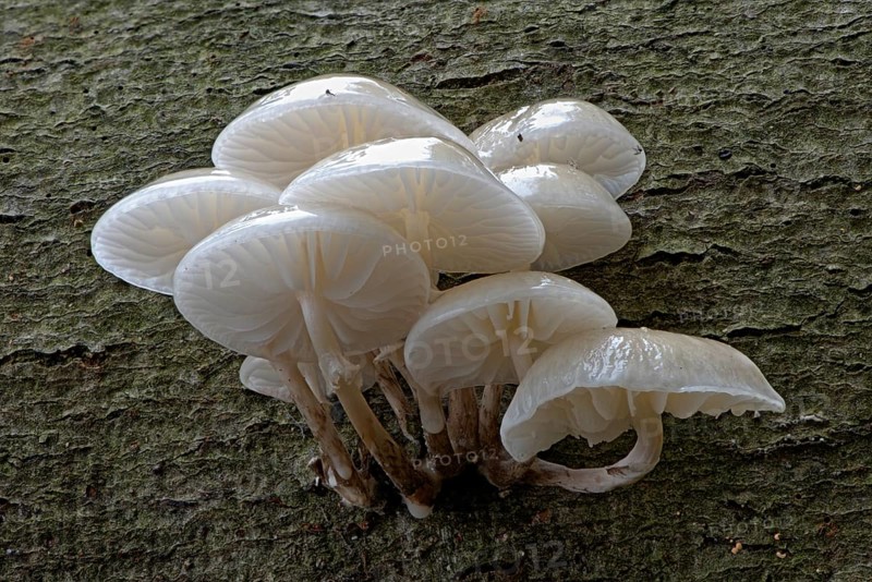 Porcelain fungi