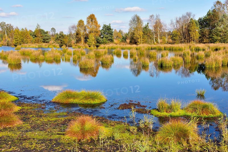 Moor pond with lakeshore bulrushes