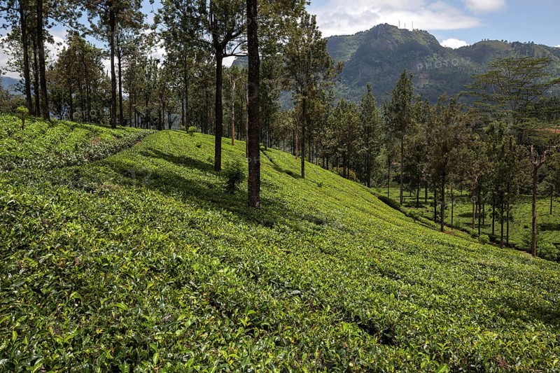 Tea plants